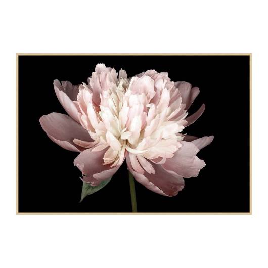 Picture of PETAL ROMANCE 1