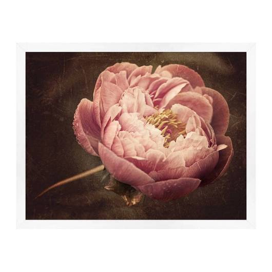 Picture of FLOWERING PEONY