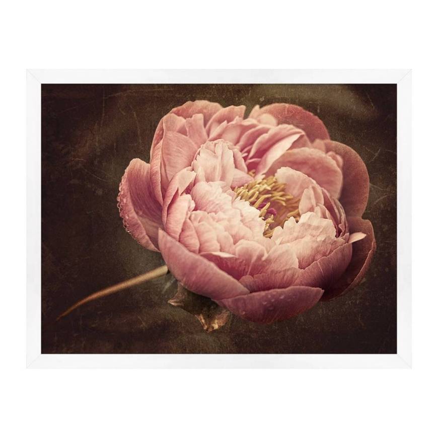 Picture of FLOWERING PEONY