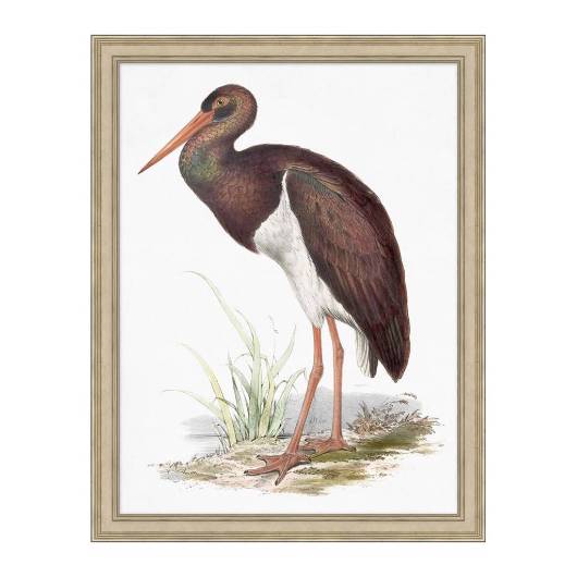 Picture of COASTAL ORNITHOLOGY 2