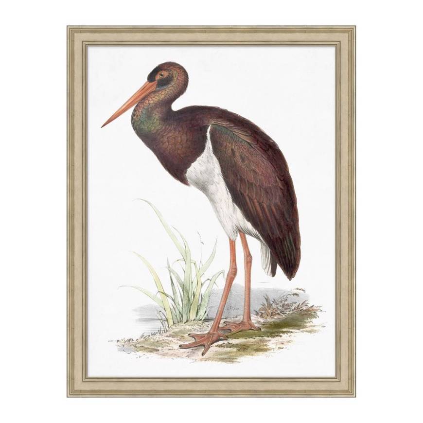 Picture of COASTAL ORNITHOLOGY 2