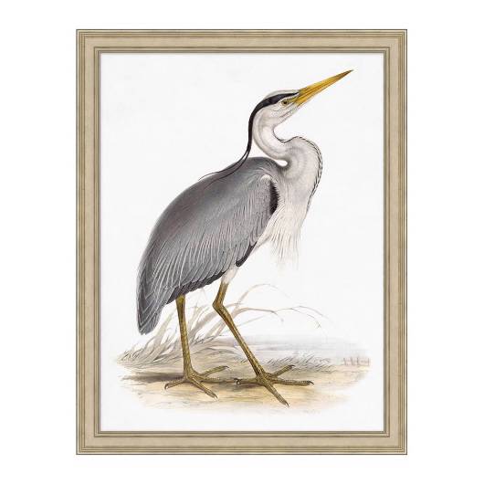 Picture of COASTAL ORNITHOLOGY 3