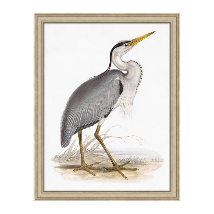 Picture of COASTAL ORNITHOLOGY 3