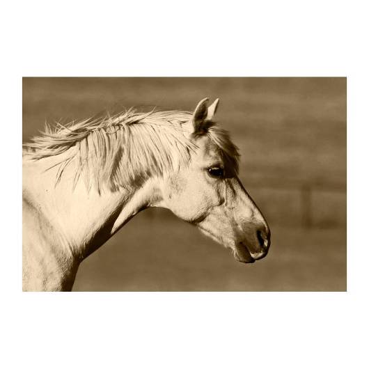 Picture of MYSTIC