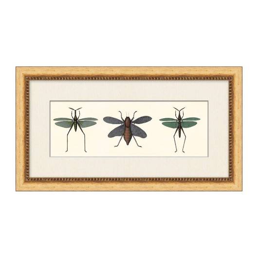 Picture of SPECIMEN TRIO 4