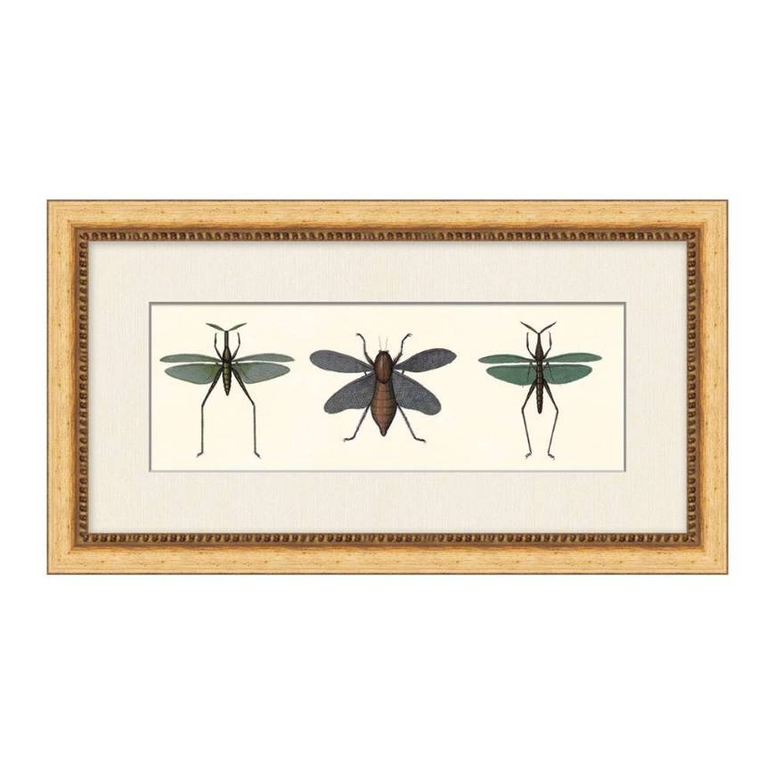 Picture of SPECIMEN TRIO 4