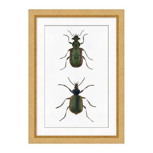 Picture of BEETLE STUDY 1