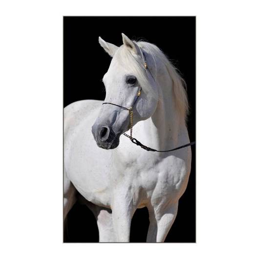 Picture of ADORNED STALLION