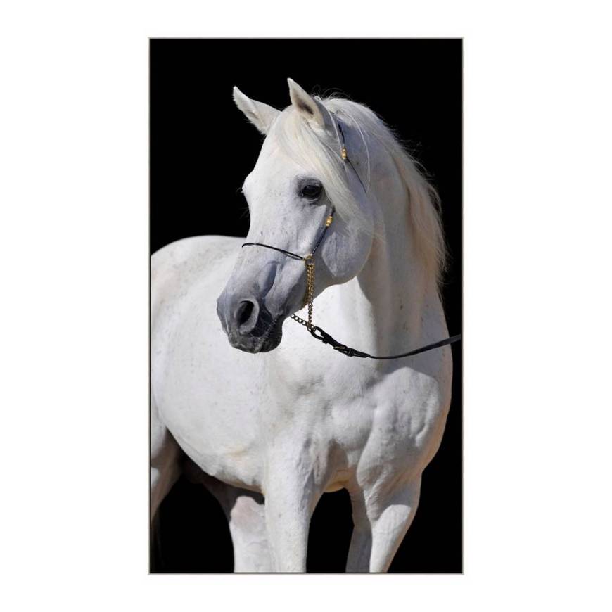 Picture of ADORNED STALLION