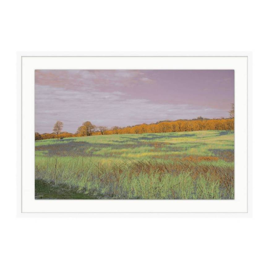 Picture of FIELDS OF COLOR 1