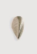 Picture of MUSSEL SHELL BATHROOM WALL LIGHT