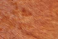 Picture of COWHD MEDIUM BROWN