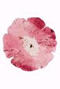 Picture of Fleur