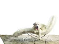 Picture of 1549-21 CHAISE