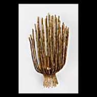 Picture of ASTRA 17" SCULPTED SCONCE