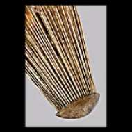 Picture of HELIOS POCKET SCONCE