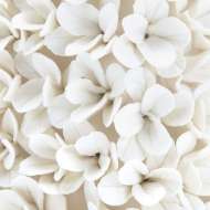 Picture of BOSTON ROUND BOXWOOD TOPIARY, BLANC DE CHINE